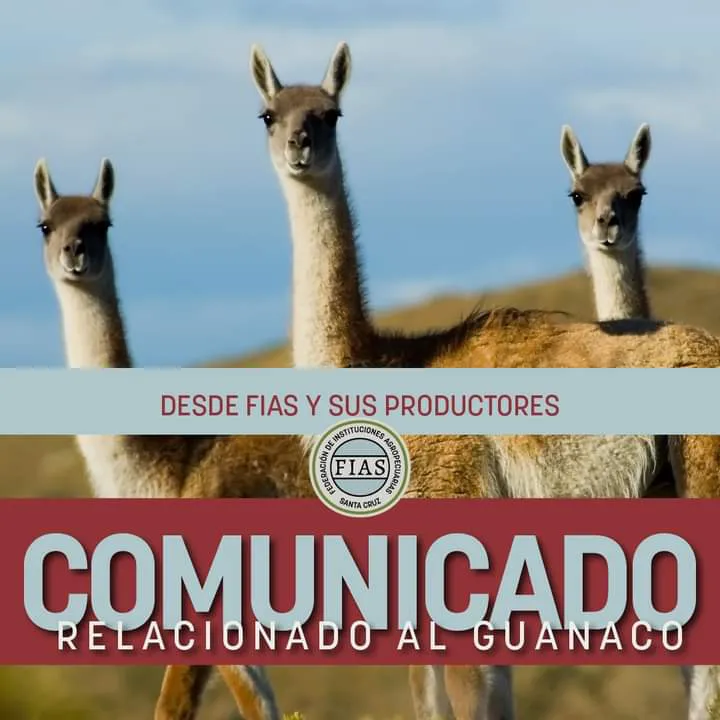 Guanacos comunicado