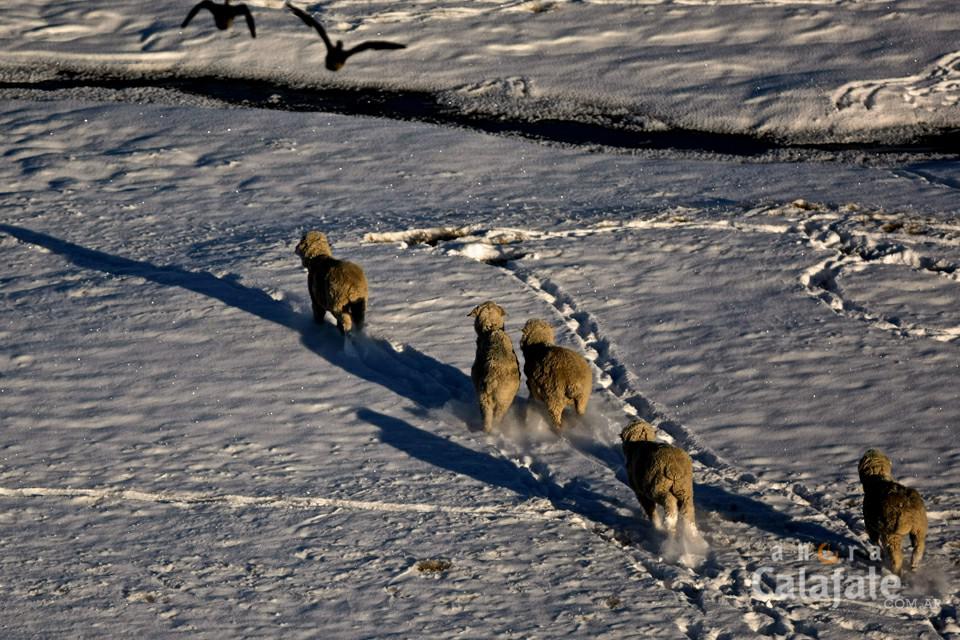 ganaderia_nieve2 [AUDIO FMD]