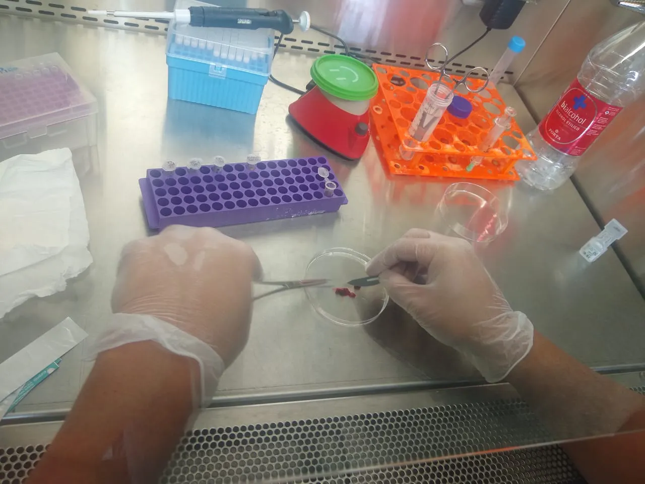 laboratorio molecular