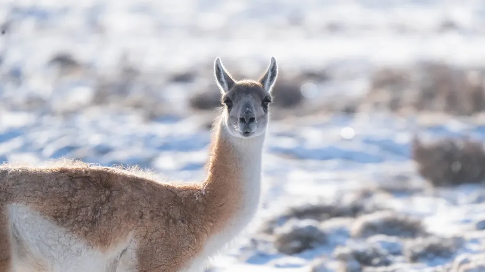Parque Patagonia - Invierno 2023 c