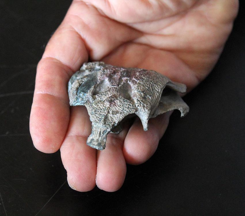 fósil en mano