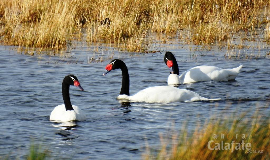 cisnes cuello negro [AUDIO FMD]