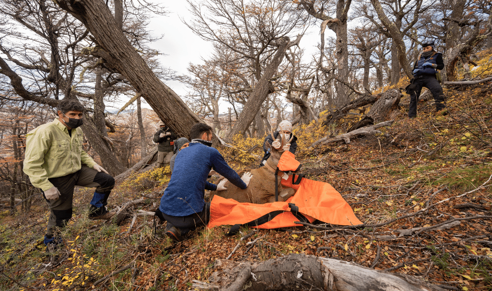 Captura Huemul - foto de Franco Bucci