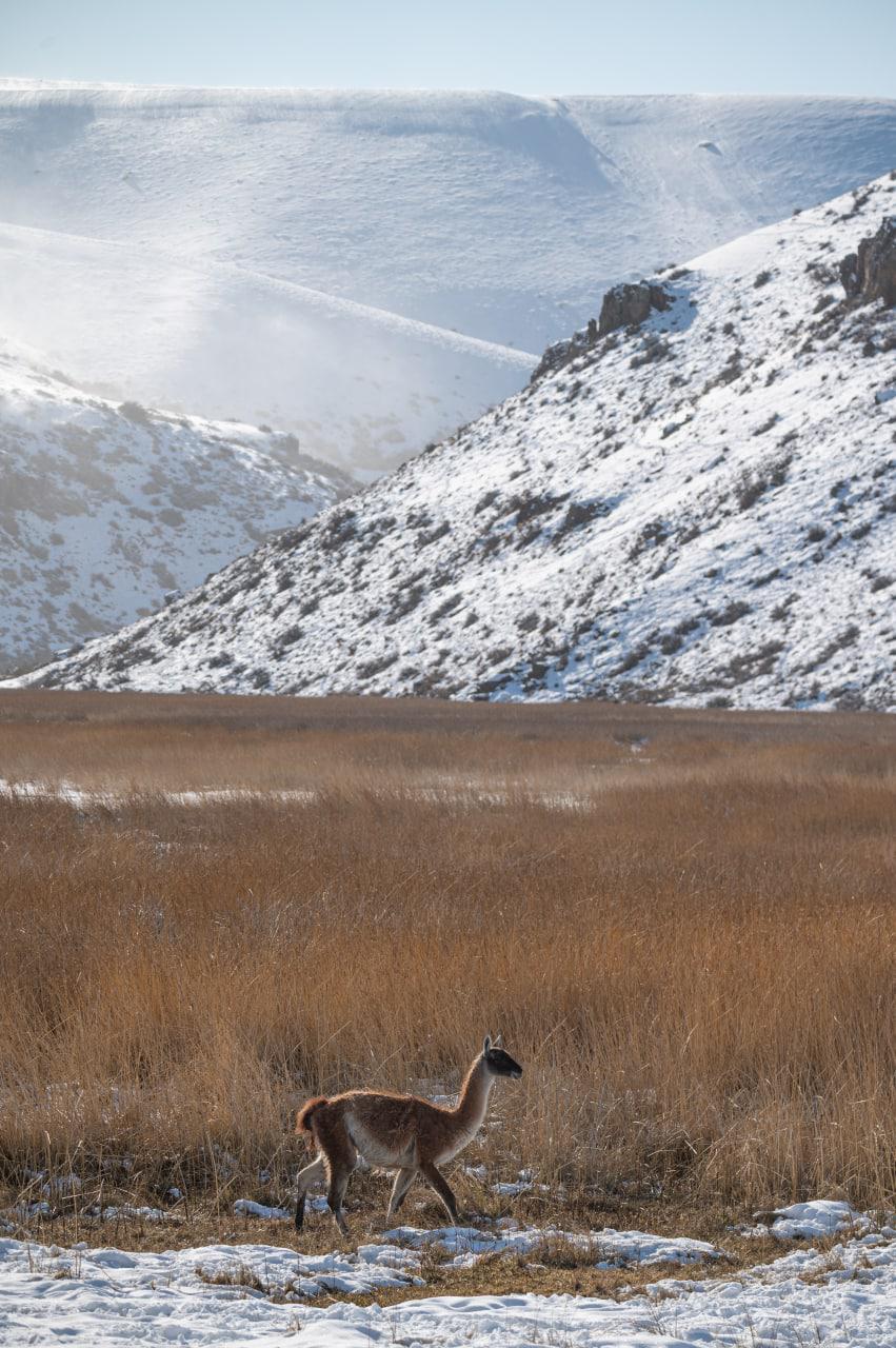 Migracion Guanacos 05