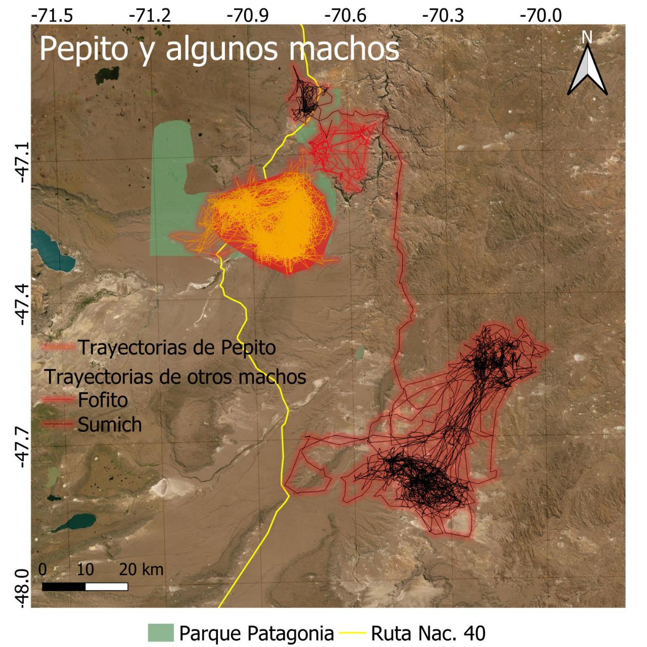 Día internacional del Puma - El arquitecto de los ecosistemas 05