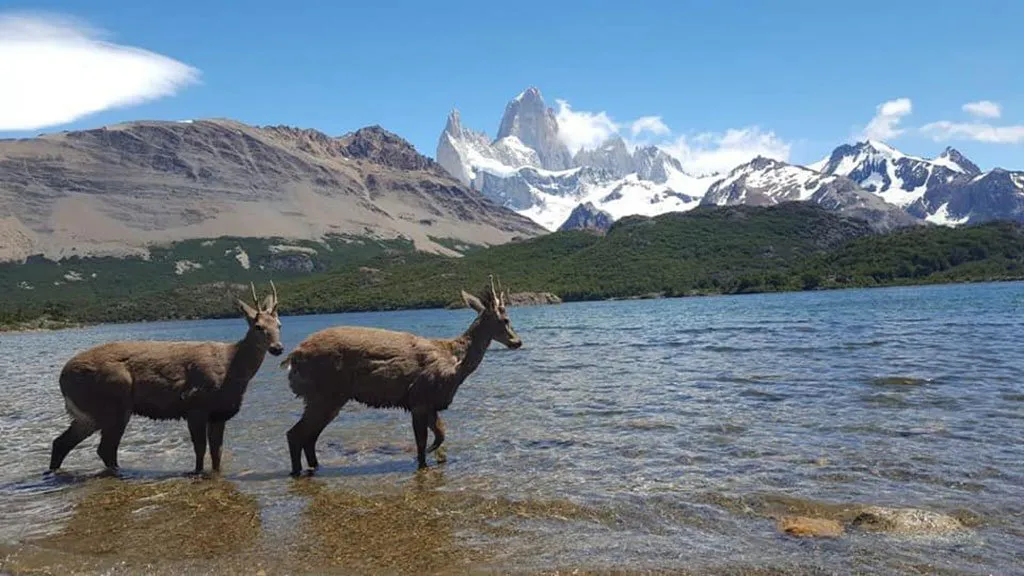 noticiaspuertosantacruz.com.ar - Imagen extraida de: https://ahoracalafate.com.ar//contenido/20857/reintroducir-a-los-huemules-en-sitios-representativos-de-su-habitat-original-es-