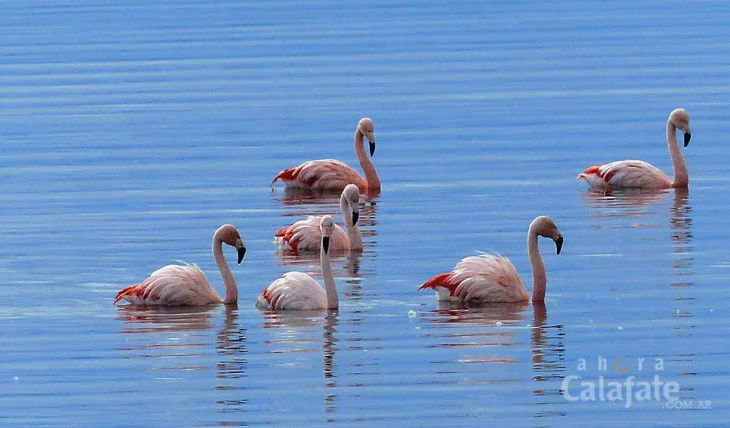 noticiaspuertosantacruz.com.ar - Imagen extraida de: https://ahoracalafate.com.ar//contenido/24095/se-viene-el-censo-neotropical-de-aves-acuaticas-de-invierno