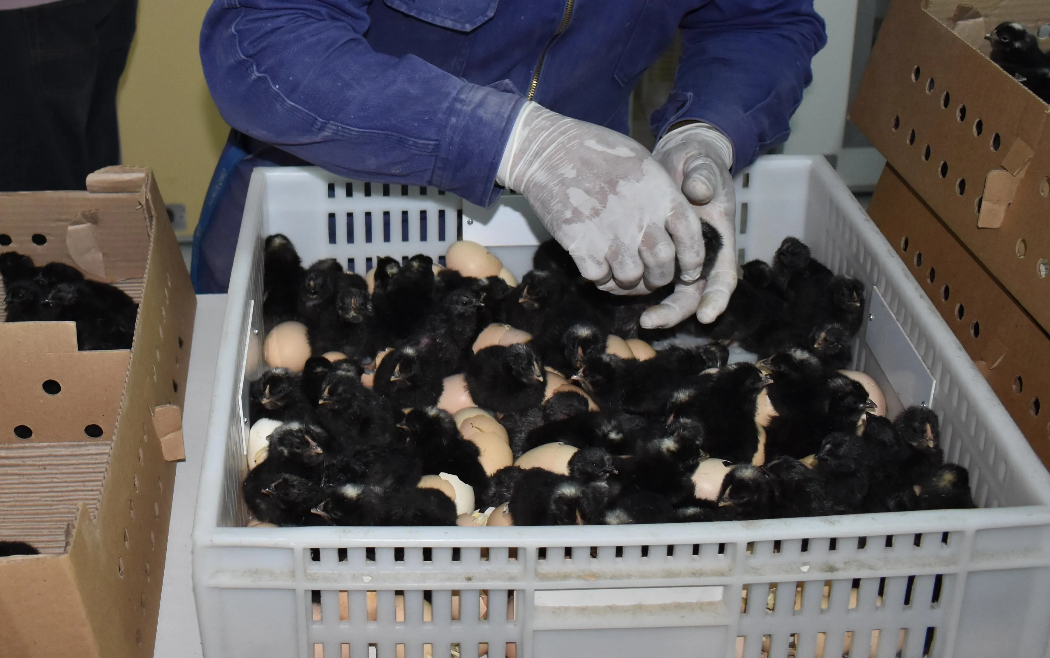 Poolitas El INTA distribuyó más de 9.300 pollitas en Santa Cruz