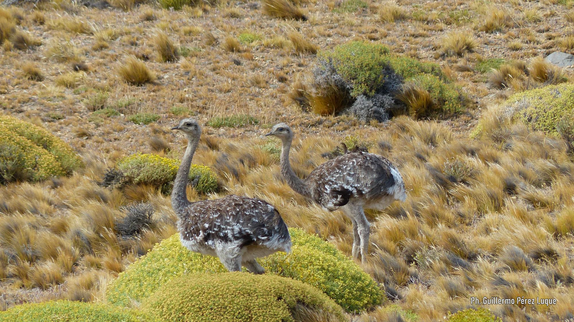 CHOIQUE. Conocerlo para recuperar su población