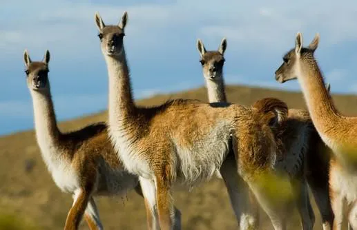guanacos1