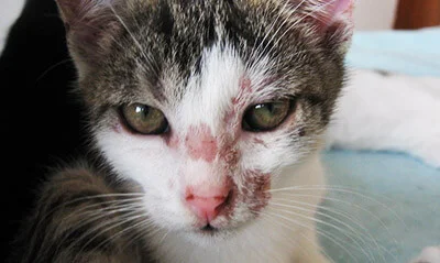 GATO-HONGO
