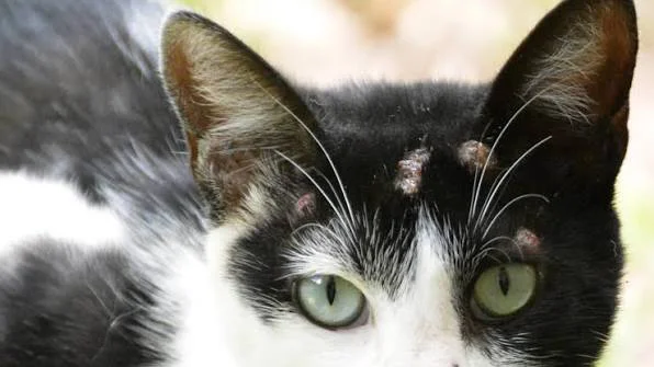GATO-HONGO 1