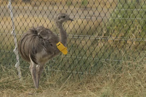 choique-corral-febrero-2023-Franco-Bucci-19-600x399