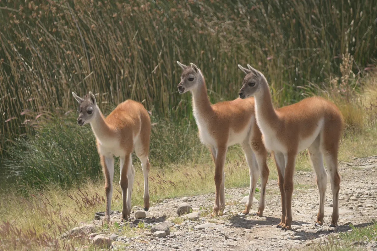Guanaco Chulengo 2024 Franco Bucci (14)