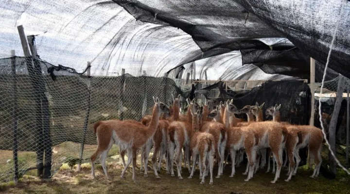 guanacos-en-corral-ch-720x400