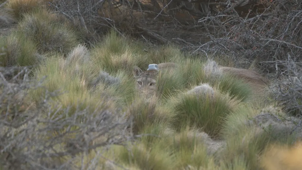 avistaje de puma - maga -  - Noviembre 2023 - Horacio Barbieri _-4~1