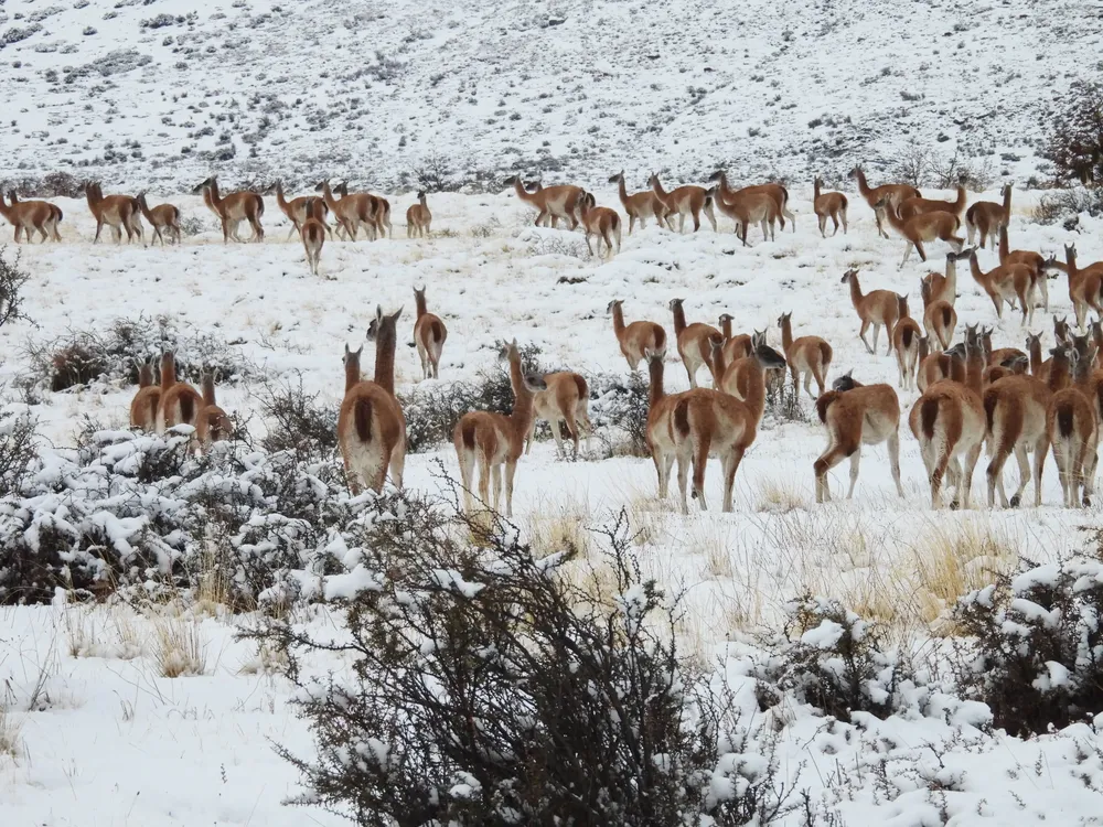 guanacos inviernos