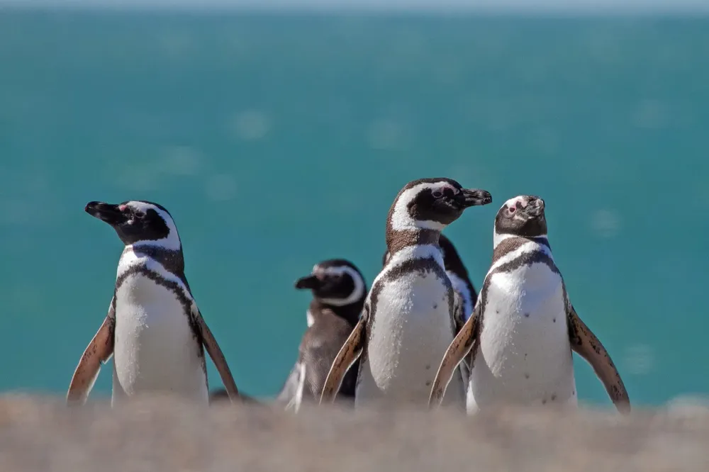 pinguinos3