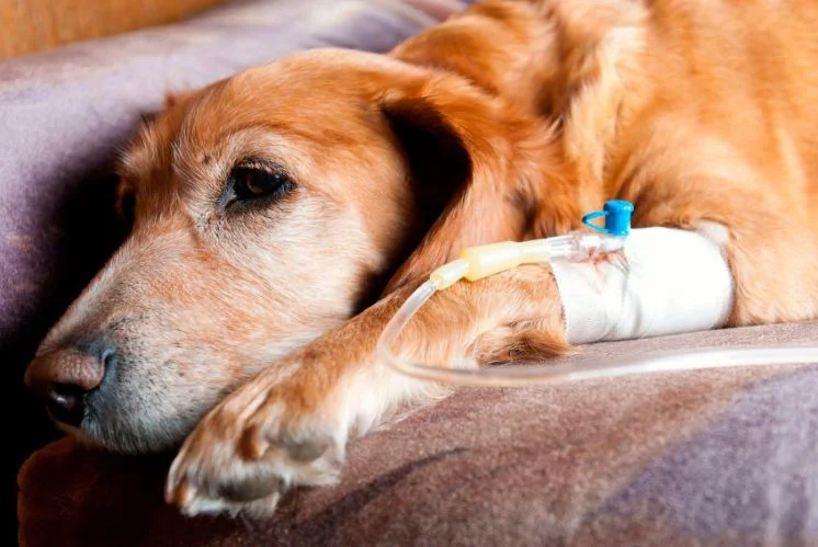 leptospirosis-en-perros-tratamiento