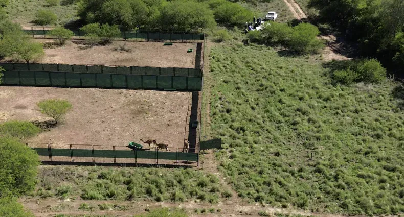 Screenshot 2025-12-15 at 13-37-46 Liberaron guanacos en Chaco la especie volvió al Impenetrable después de un siglo Diario Chaco