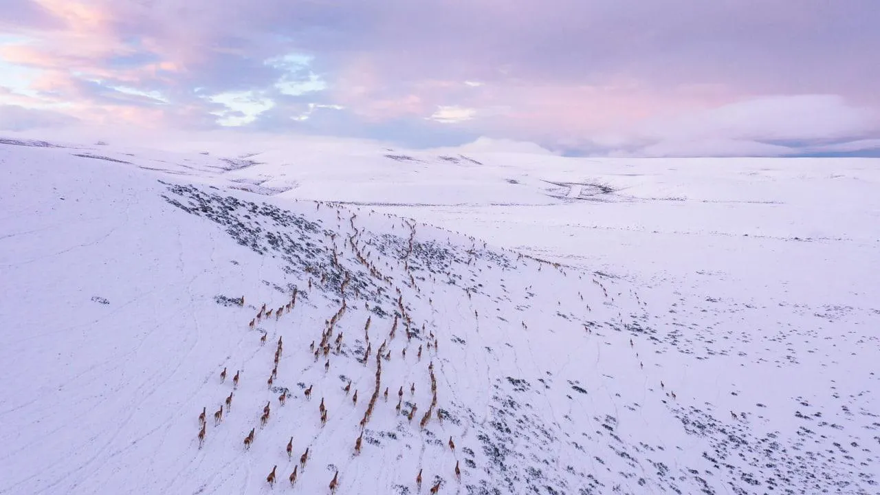 GUANACOS MIGRACIONES FOTO FRANCO BUCCI 01