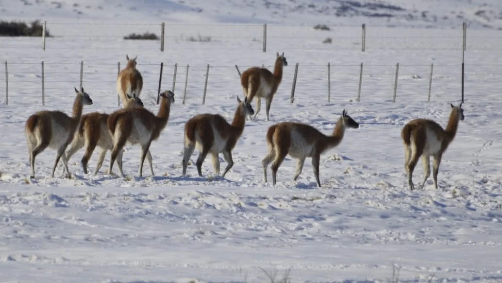 guanacos