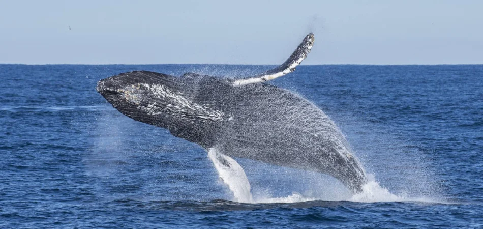 Ballena Sei