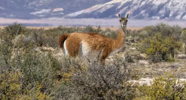 Guanaco