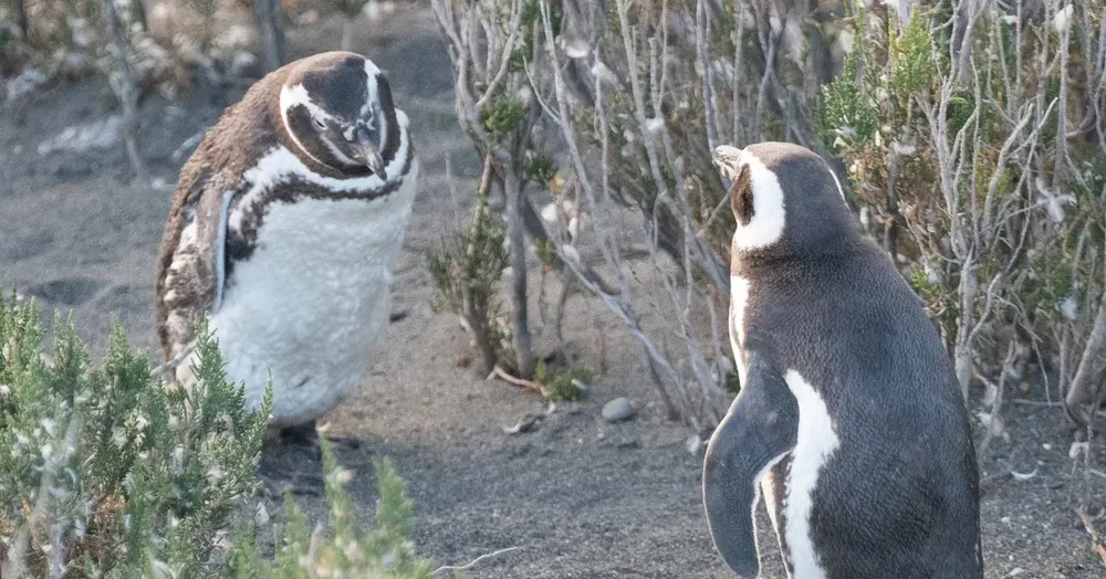 492231142_122228870840218828_360304551927480844_n