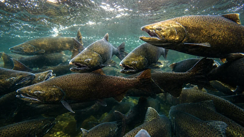 salmon chinook