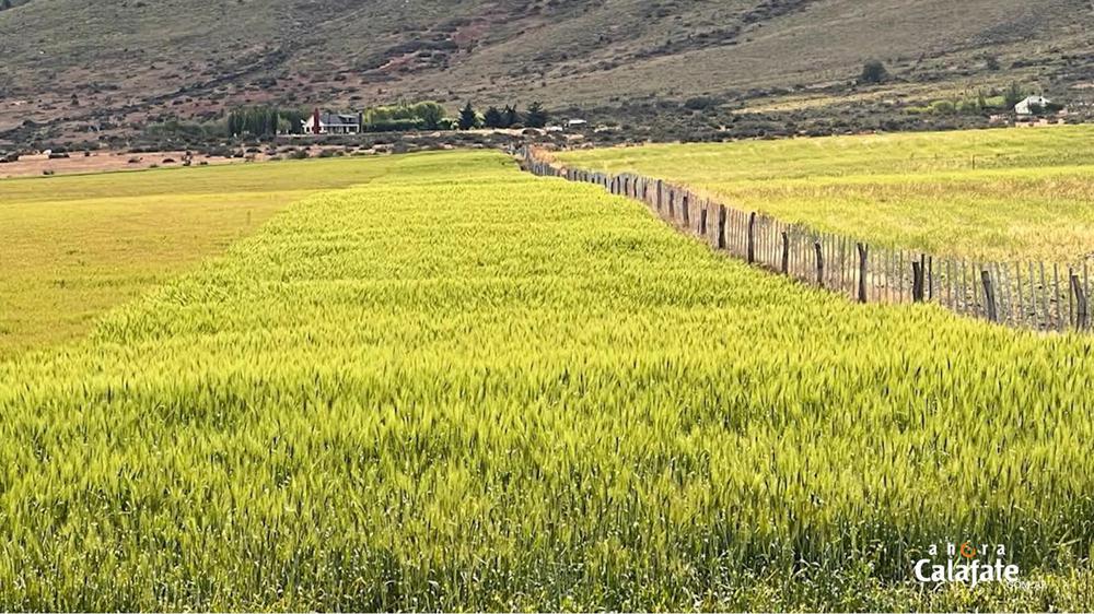 Cerro Frias1 [AUDIO FMD]