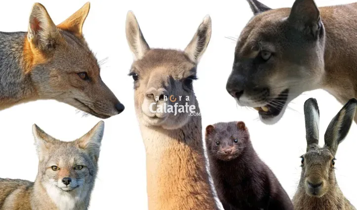 animales caza deportiva 2