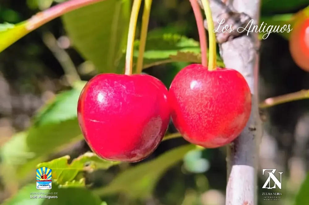 604792157_1209594444697554_7620151098529346185_n