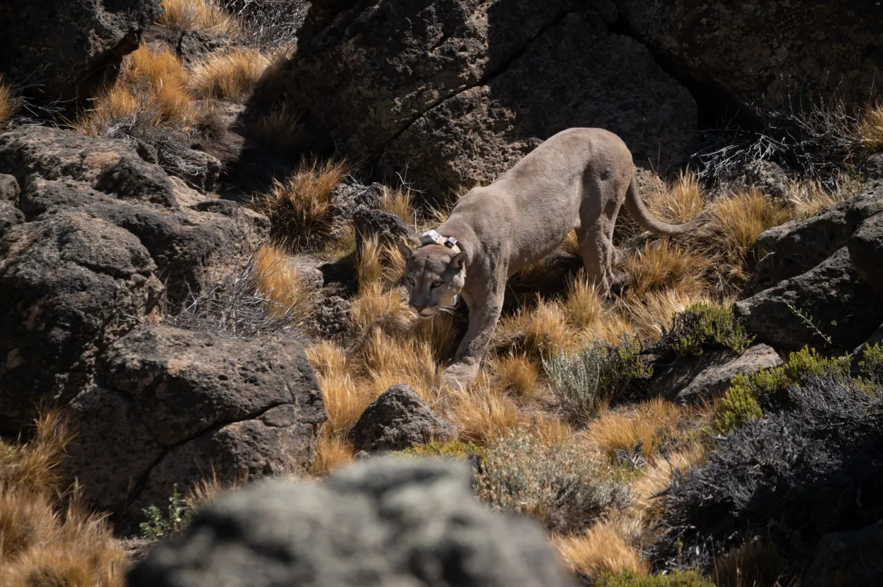 Puma con collar de monitoreo - foto de Franco Bucci_Fundación Rewilding Argentina .jpeg