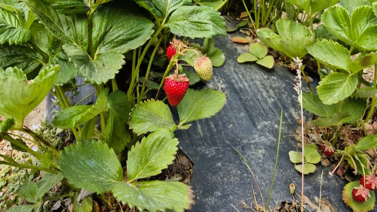 Frutillas Peritenses-SL