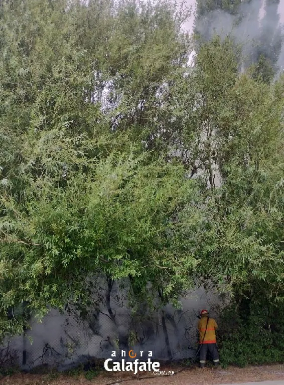 incnedio arboles2~1