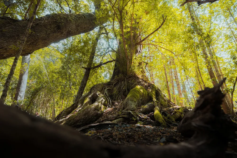 Southern Spirit 25 x @santinoph1-34~1