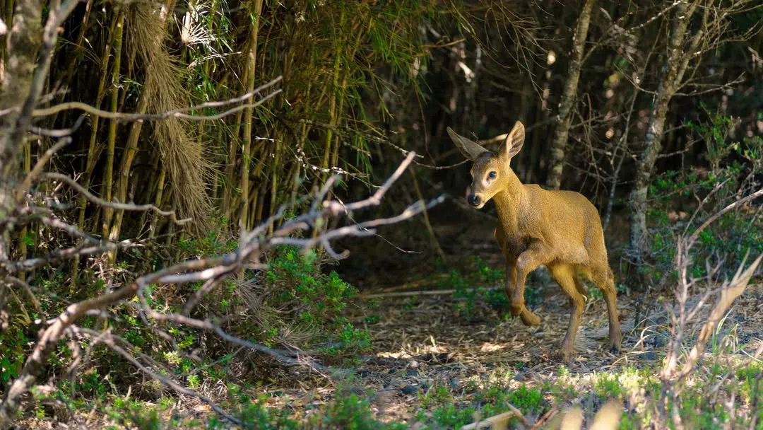 Cria Huemul