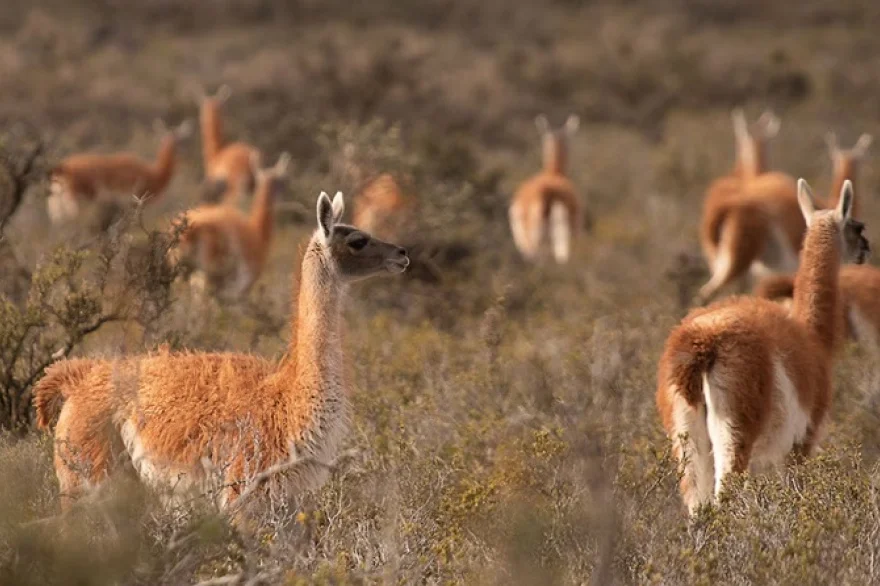 guanacos_santa_cruz