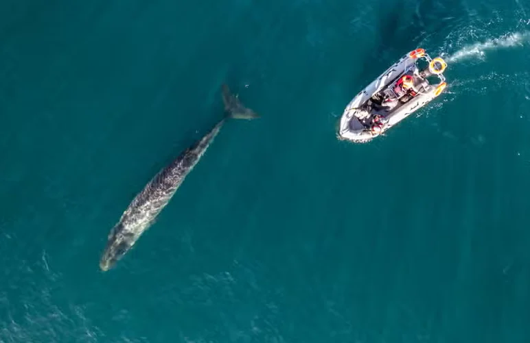Ballena Sei 04