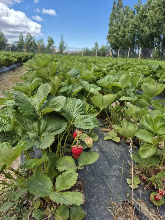 Frutillas Peritenses4