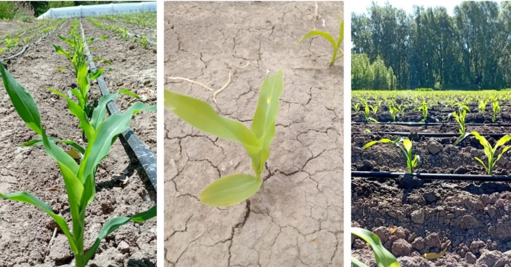 Captura de pantalla 2025-12-26 112635