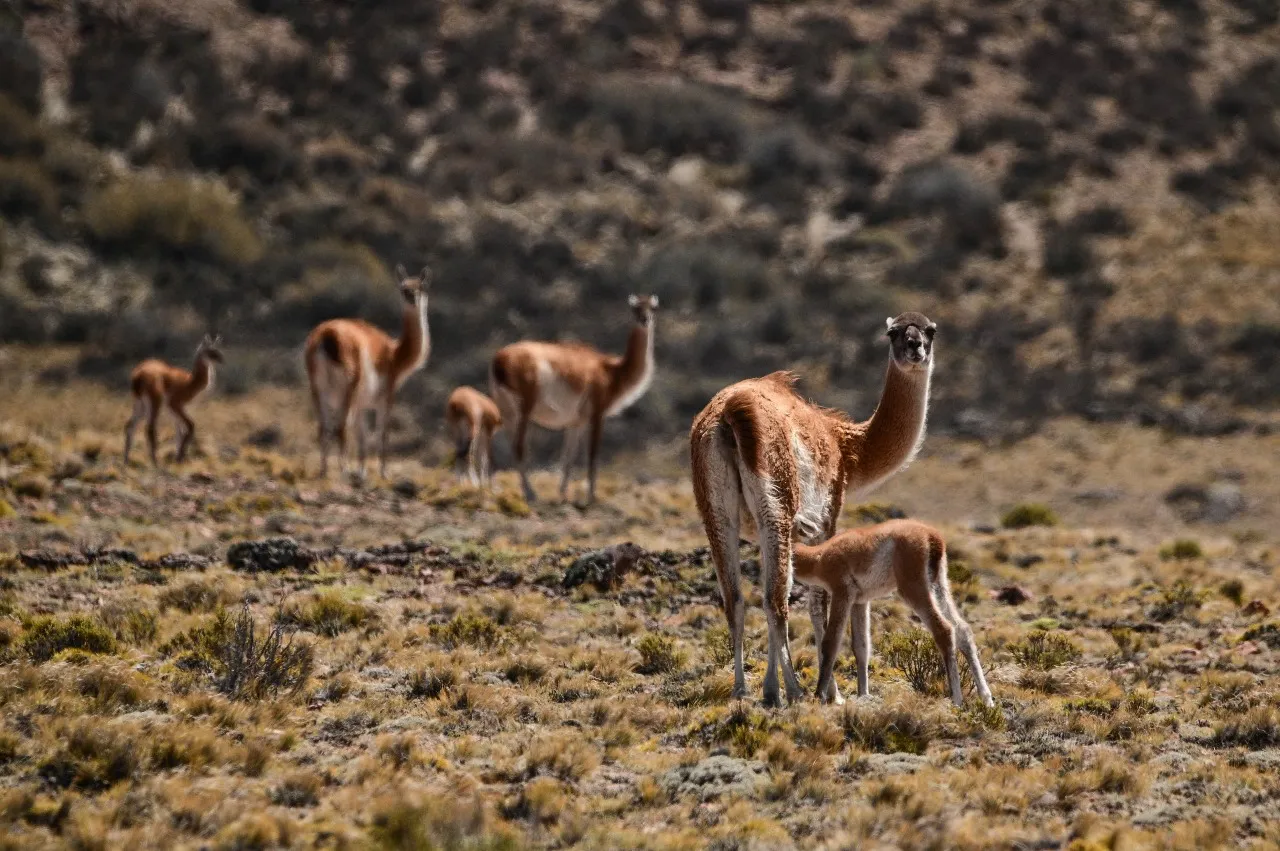 WhatsApp Image 2023-12-01 at 10.03.49 (1)