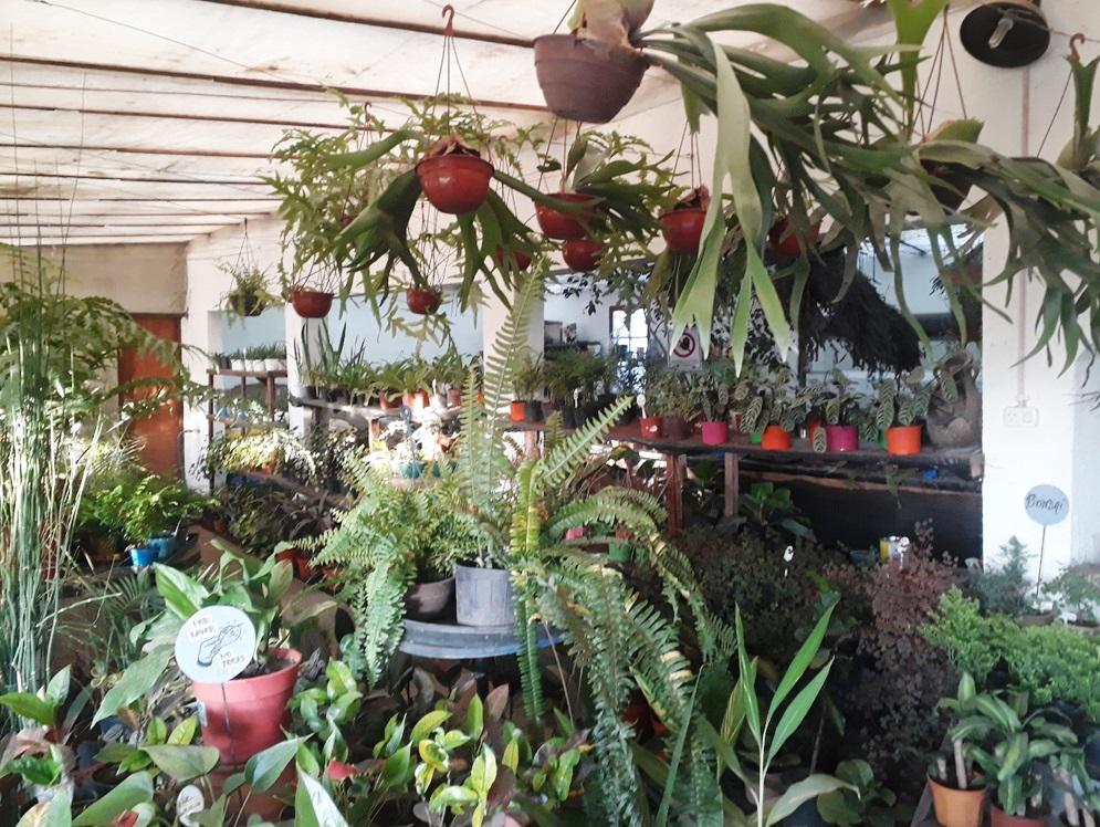 vivero Los Coirones 8