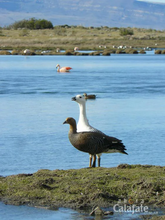 aves