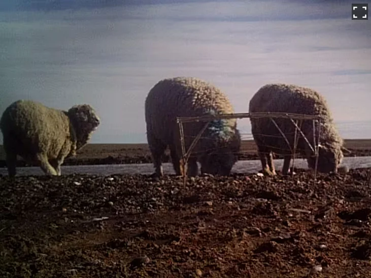 Screenshot 2026-04-10 at 07-59-34 Un inédito acuerdo de “convivencia” permitirá proteger a una de las aves más amenazadas - LA NACION