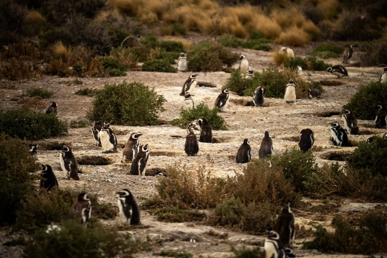 WhatsApp Image 2025-12-20 at 14.03.28