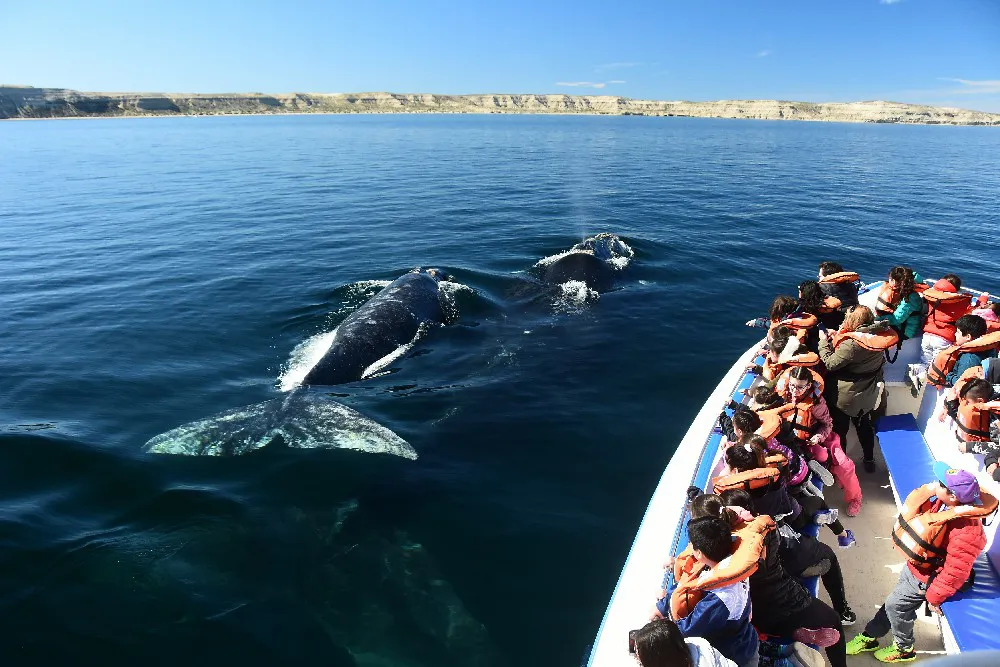 bALLENAS mADRYN~1