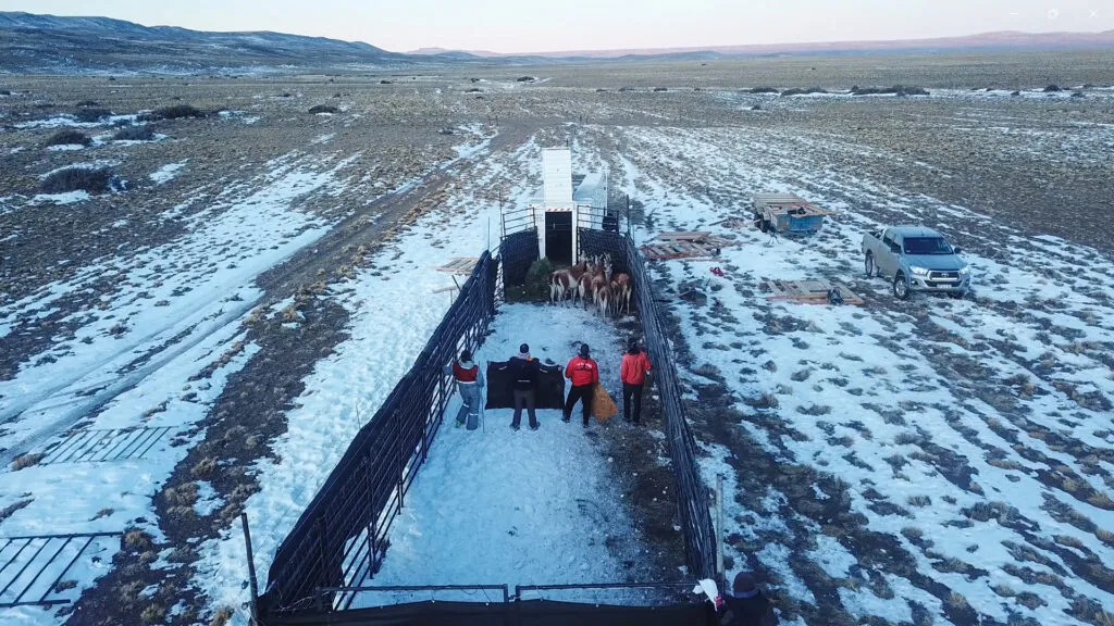 Translocacion-La-Pampa-Junio-2023-7-1024x576