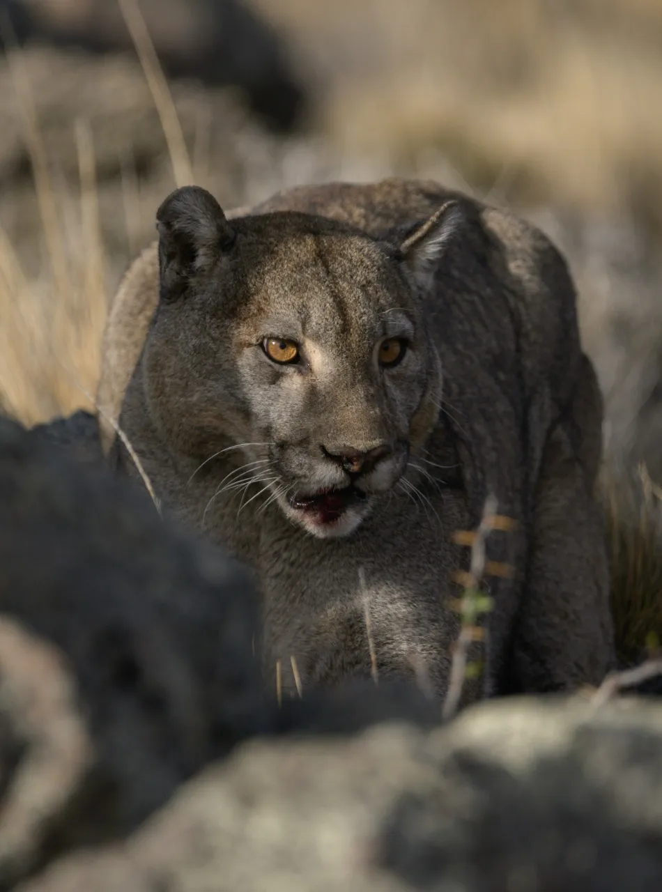 El puma es el predador tope del ecosistema en la Patagonia- foto de Franco Bucci_Fundación Rewilding.jpeg